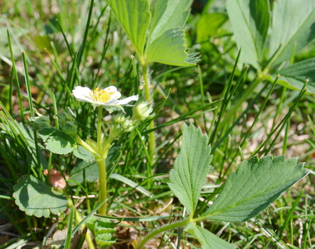 Strawberry blossomの写真素材