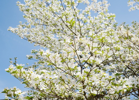 White dogwood tree flowers bloomingの写真素材