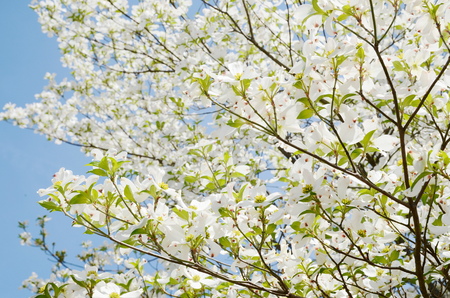 White dogwood tree flowers bloomingの写真素材