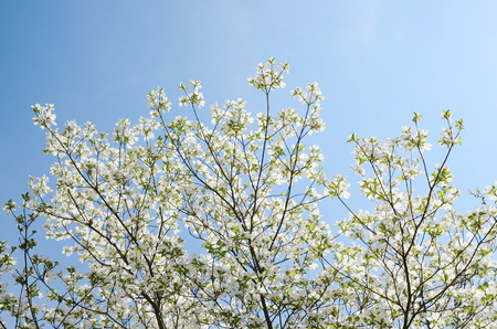 White dogwood tree flowers bloomingの写真素材