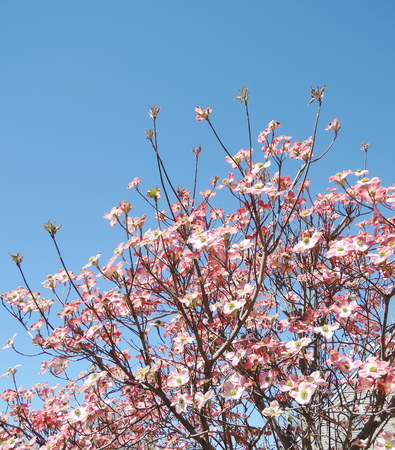 Red dogwood blossomの写真素材