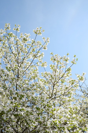 White dogwood tree flowers bloomingの写真素材