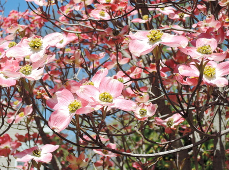 Red dogwood blossomの写真素材