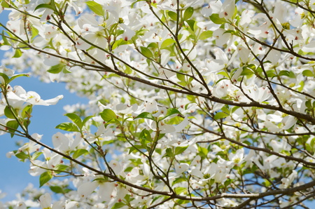 White dogwood tree flowers bloomingの写真素材