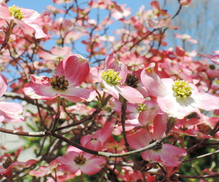 Red dogwood blossomの写真素材