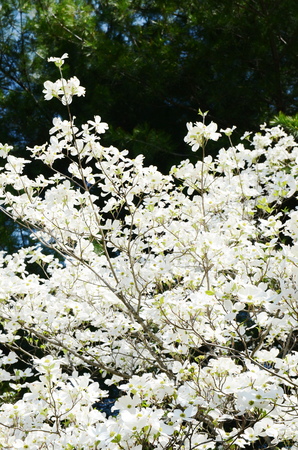 White dogwood tree flowers bloomingの写真素材