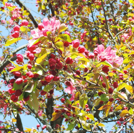 Red apple blossomの写真素材