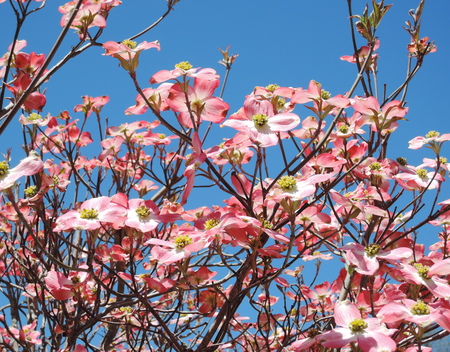 Red dogwood blossomの写真素材