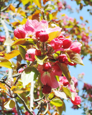 Red apple blossomの写真素材