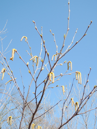 birch branches with catkins in springの写真素材