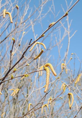 birch branches with catkins in springの写真素材