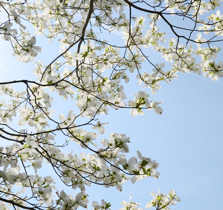 White dogwood tree flowers bloomingの写真素材
