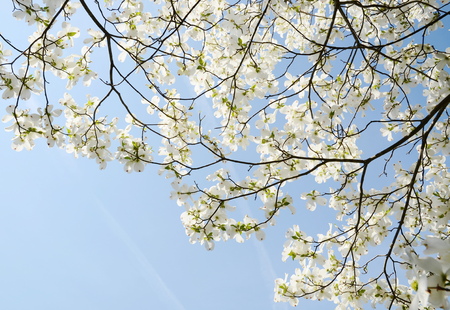 White dogwood tree flowers bloomingの写真素材