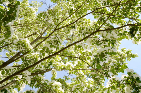 White dogwood tree flowers bloomingの写真素材