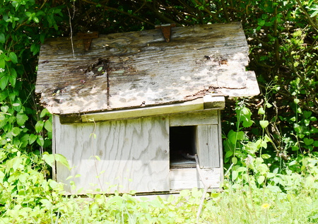Wooden doghouseの写真素材
