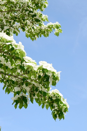 White dogwood tree flowers bloomingの写真素材