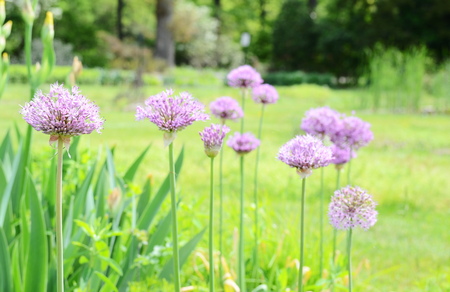 summer flowersの写真素材