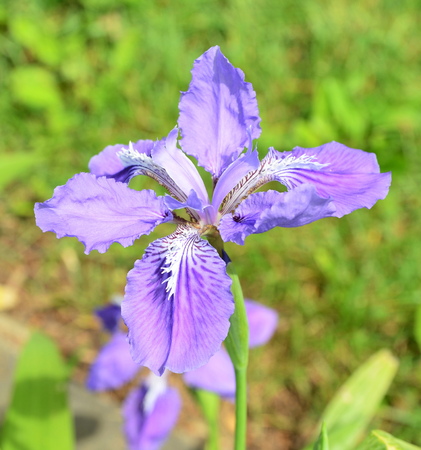 iris flowersの写真素材