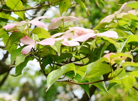 Dogwood treeの写真素材