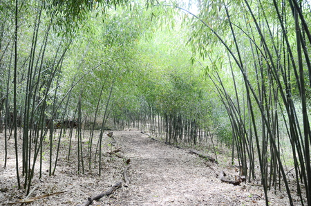 Bamboo treeの写真素材