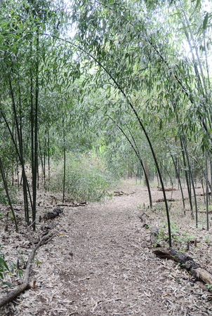 Bamboo treeの写真素材