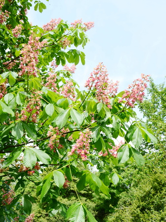 Chestnut blossomの写真素材