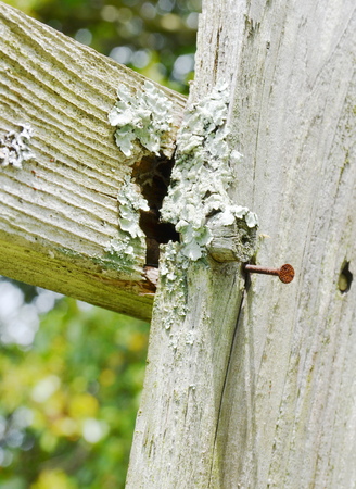 nail on the wood fenceの写真素材