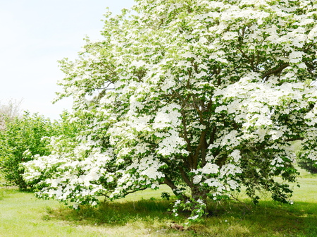 White dogwood tree flowers bloomingの写真素材
