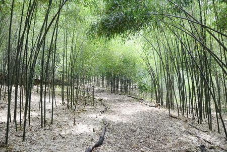 Bamboo treeの写真素材