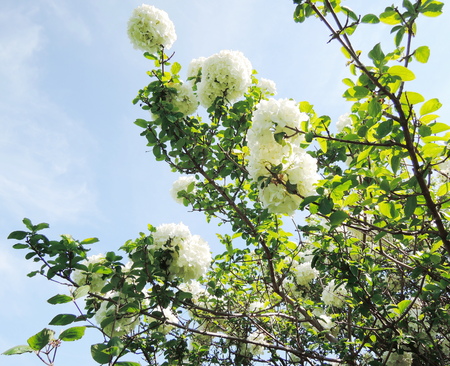 White hydrangeaの写真素材