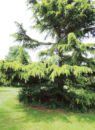pine treeの写真素材