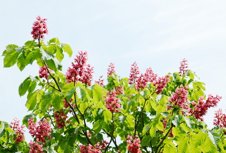 Chestnut blossomの写真素材