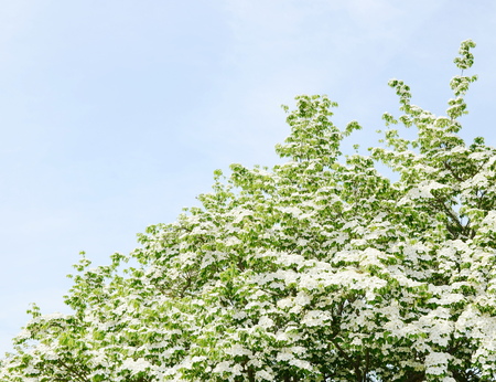 White dogwood tree flowers bloomingの写真素材