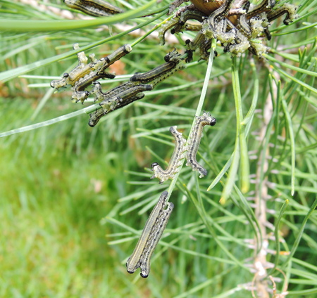 caterpillarの写真素材