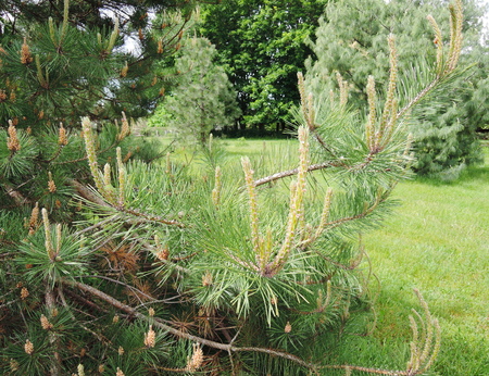pine treesの写真素材