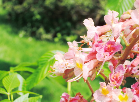Chestnut blossomの写真素材