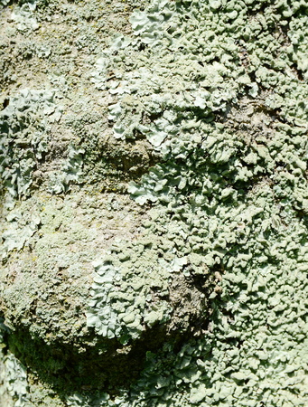 tree bark textureの写真素材