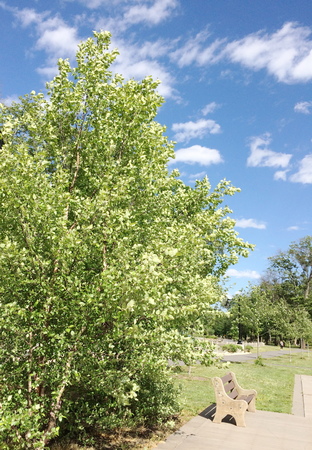 Birchの写真素材