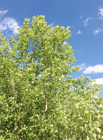 Birchの写真素材