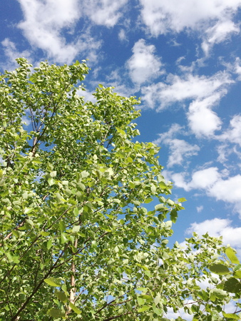 Birchの写真素材