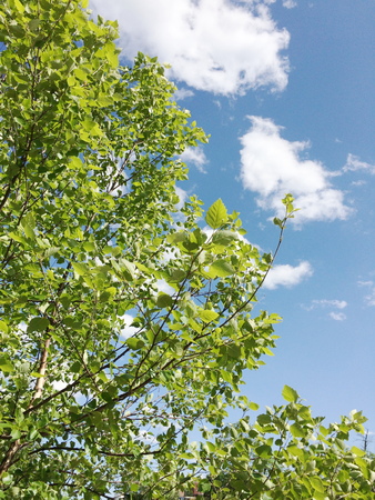 Birchの写真素材