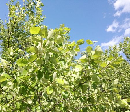 Birchの写真素材