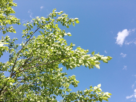 Birchの写真素材