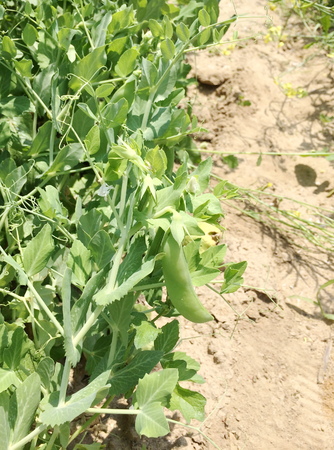 Green sweet peas in the gardenの写真素材