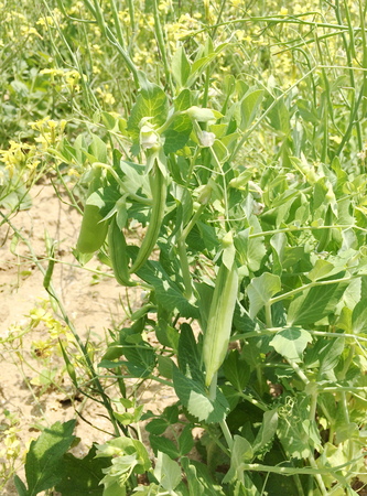 Green sweet peas in the gardenの写真素材