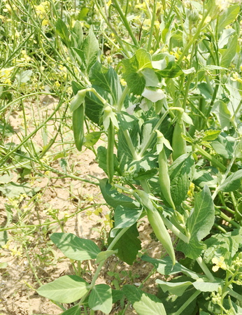 Green sweet peas in the gardenの写真素材