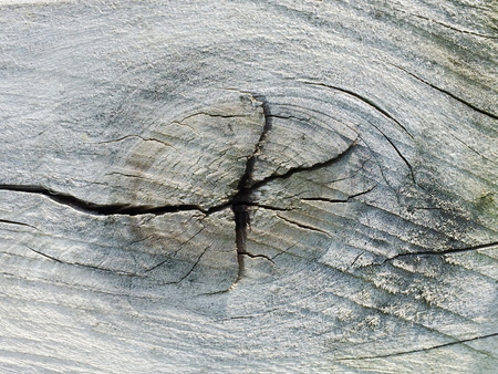 Tree circle textureの写真素材
