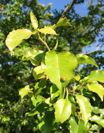 Lady bugの写真素材