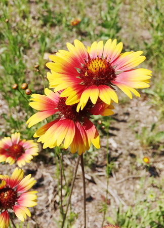 summer flowersの写真素材