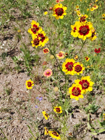 summer flowersの写真素材